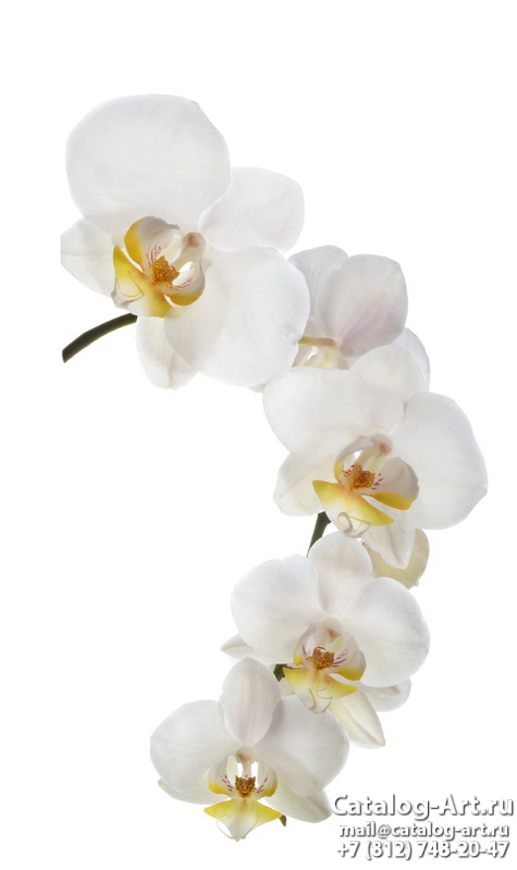 White orchids 48